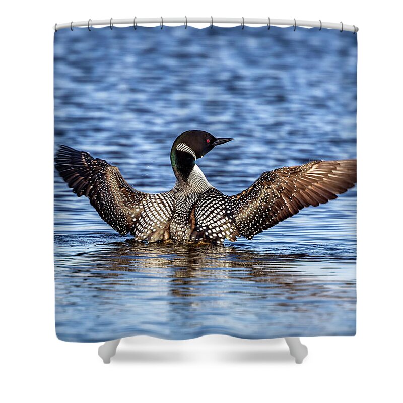 Common Loon Shower Curtain featuring the photograph A primping Loon in mating colors by Al Mueller