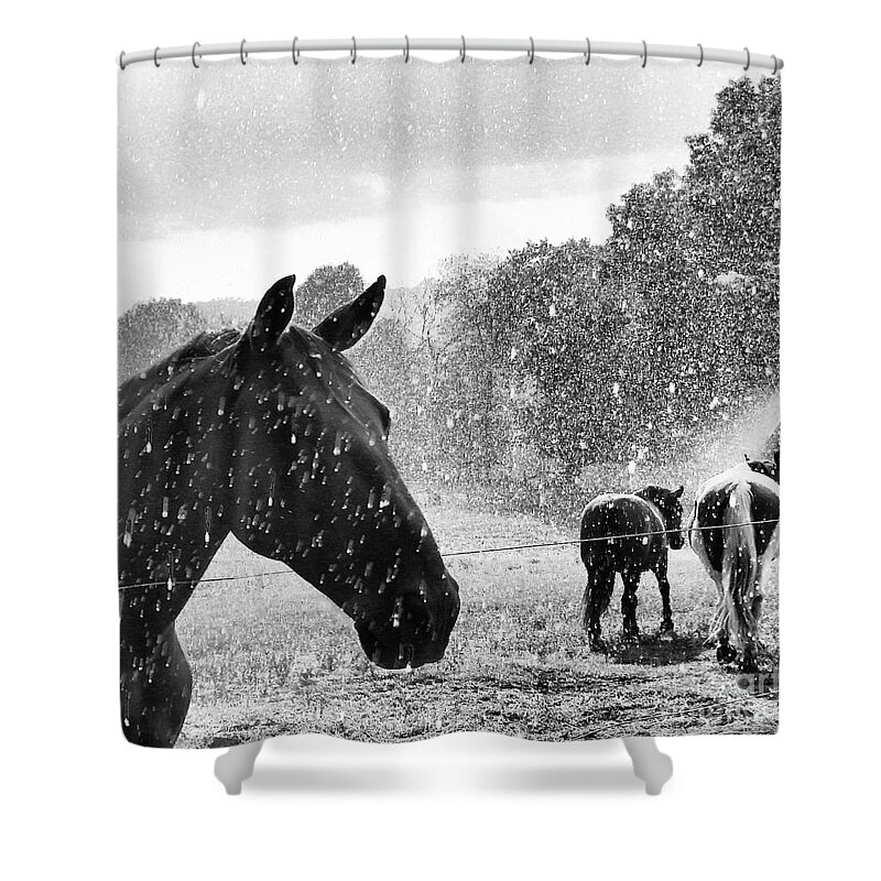 Horses Shower Curtain featuring the photograph A Rainy Summer Day by Rabiah Seminole