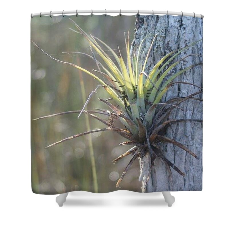 Florida Shower Curtain featuring the photograph A Ray of Sunshine by Lindsey Floyd