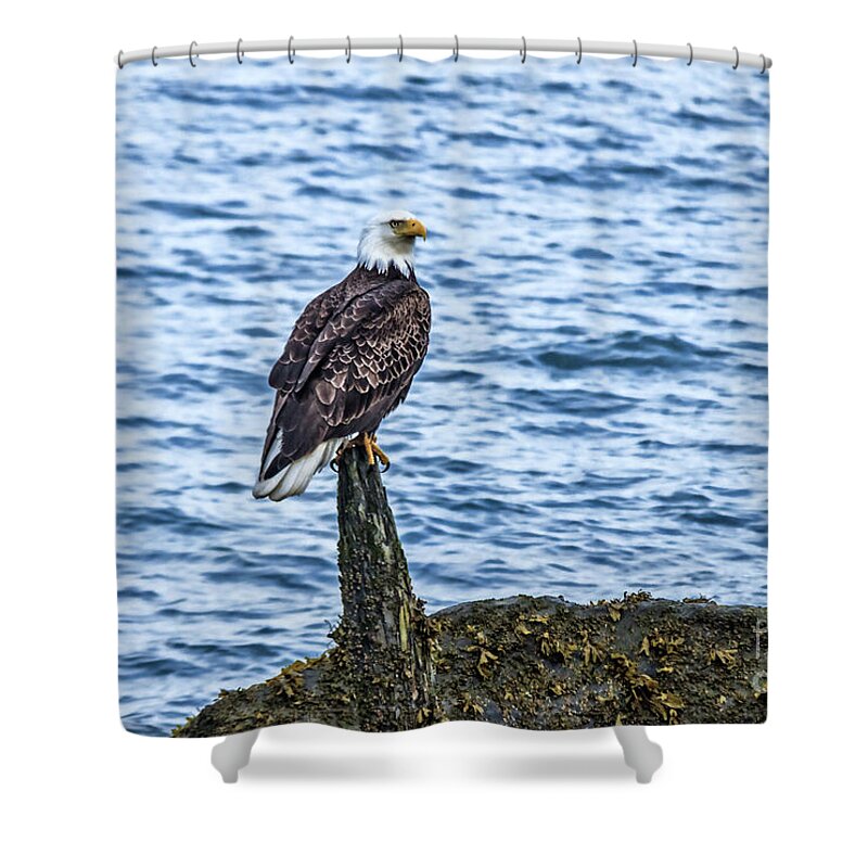 Alaska Shower Curtain featuring the photograph A Resting Bald Eagle by Robert Bales