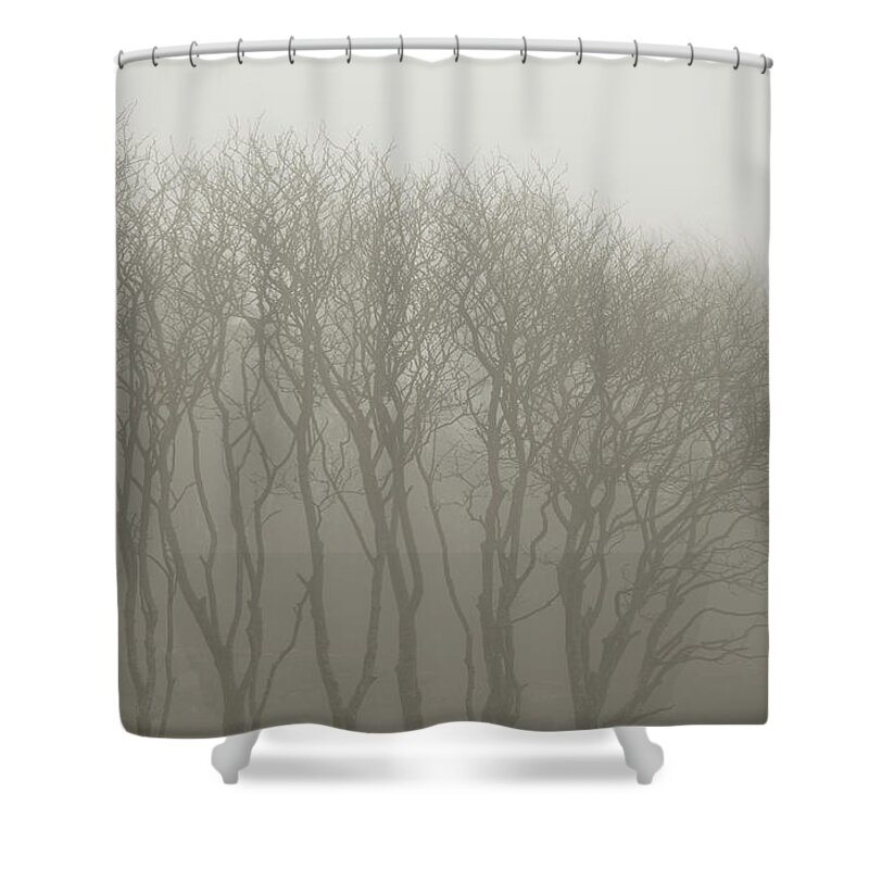 In A Row Shower Curtain featuring the photograph A Row Of Bare Trees In Fog by Sindre Ellingsen