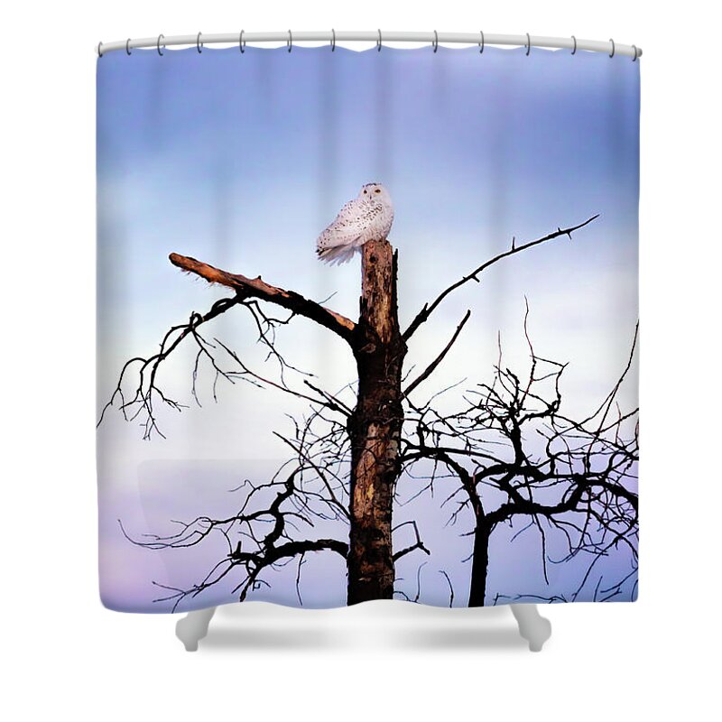 Snowy Owl Shower Curtain featuring the photograph A Snowy Sunset by Susan Rissi Tregoning