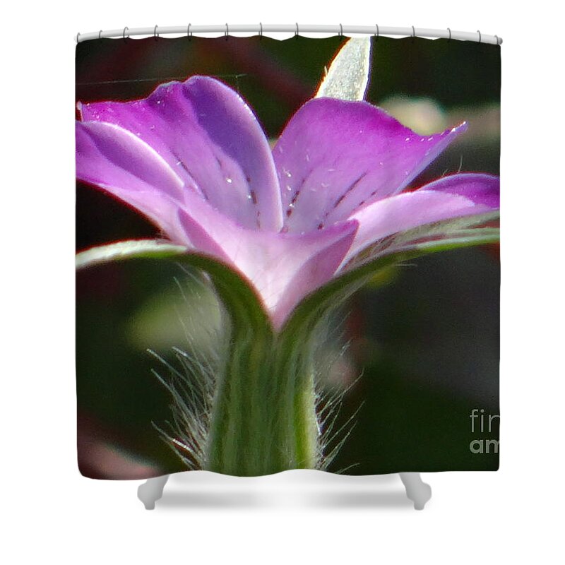 Flower Shower Curtain featuring the photograph A study in lilac by Karin Ravasio