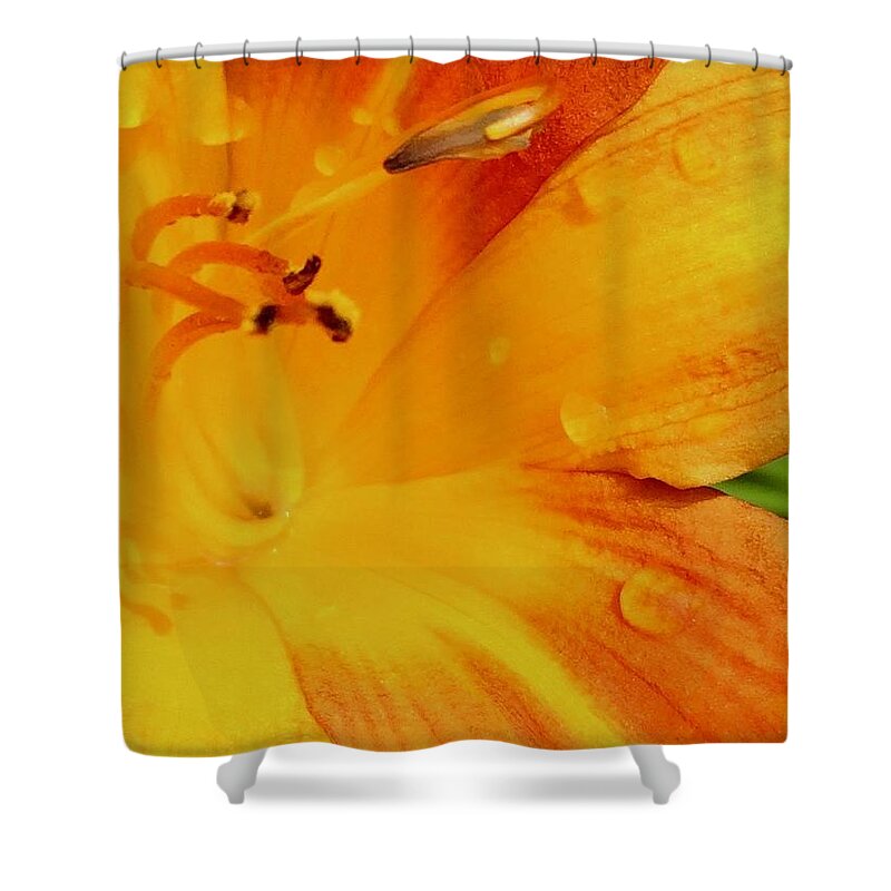 Good Morning Shower Curtain featuring the photograph A Sunny Good Morning by Debra Grace Addison