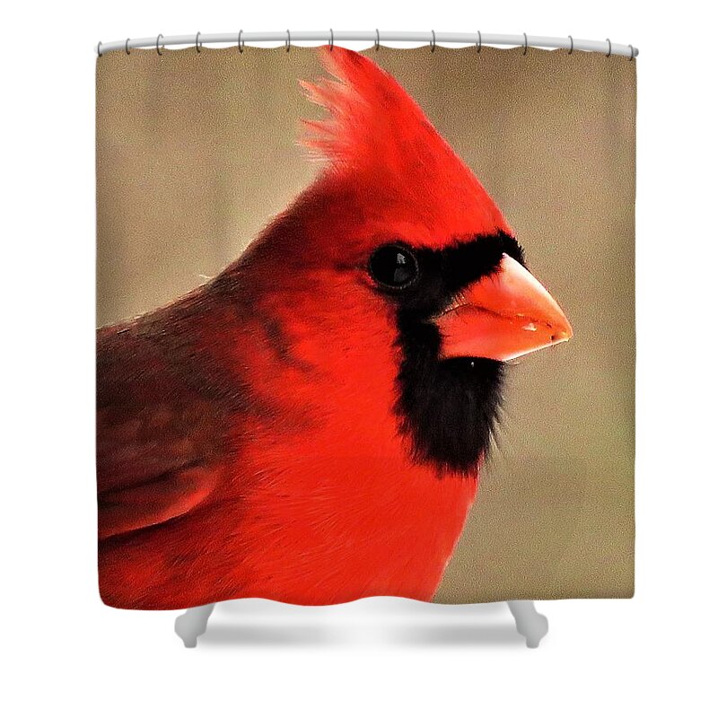 Cardinals Shower Curtain featuring the photograph A Visit From Mister Red by Lori Frisch