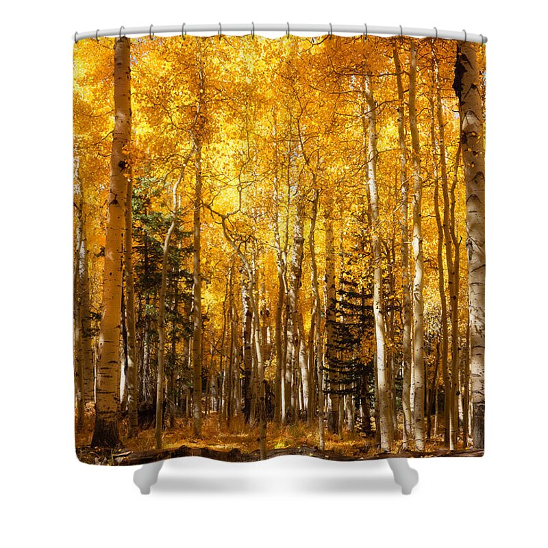 Aspen Grove Shower Curtain featuring the photograph A Walk In The Autumn Gold by Saija Lehtonen