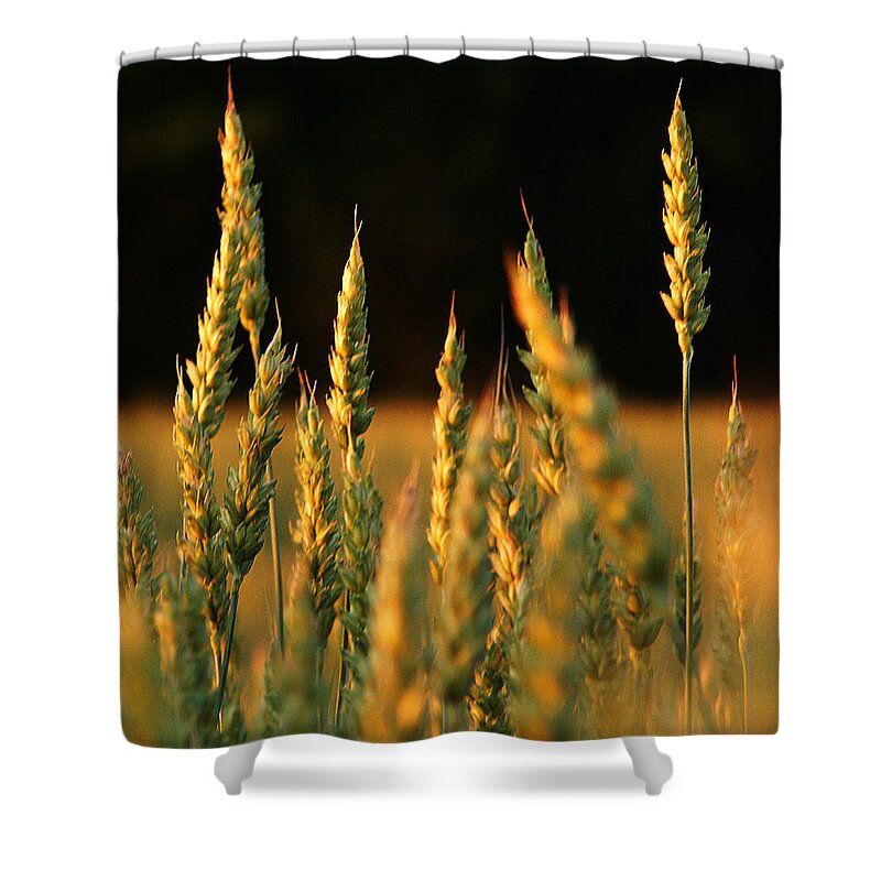Bakery Shower Curtain featuring the photograph A Wheat Field Towards The End Of The Day by Ssuni