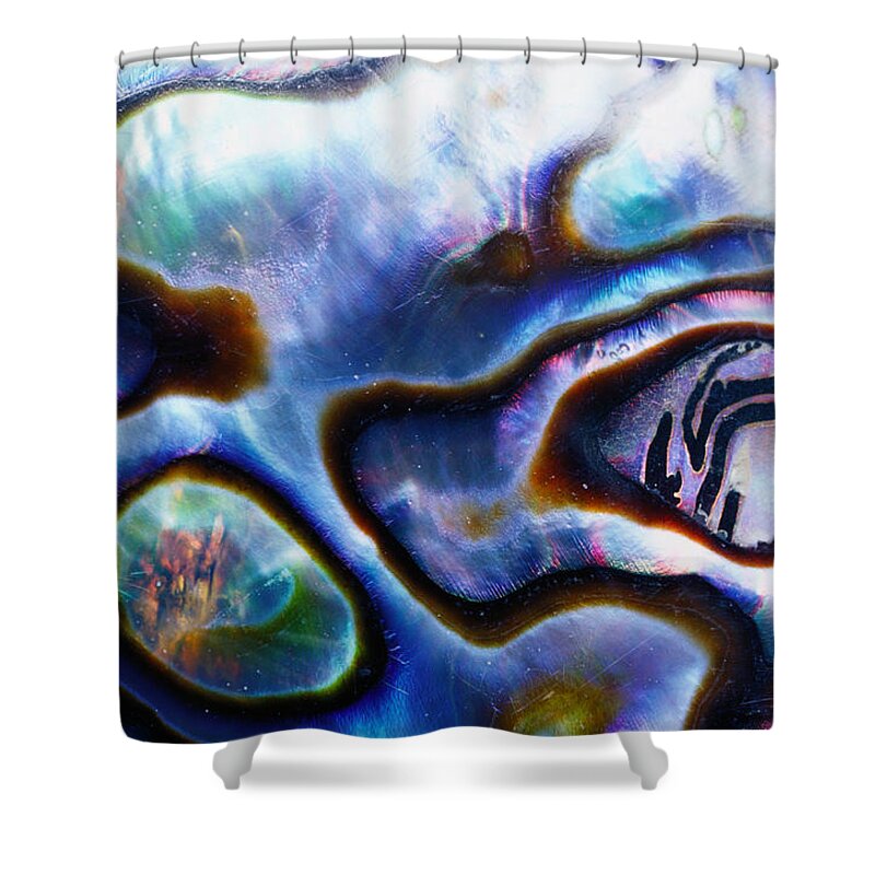 Animal Shell Shower Curtain featuring the photograph Abalone Shell Haliotidae Design by Darrell Gulin