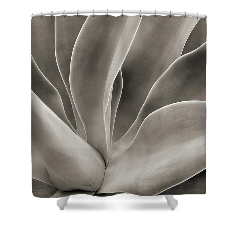 Petal Shower Curtain featuring the photograph Abstract Cactus Plant by Hadelproductions