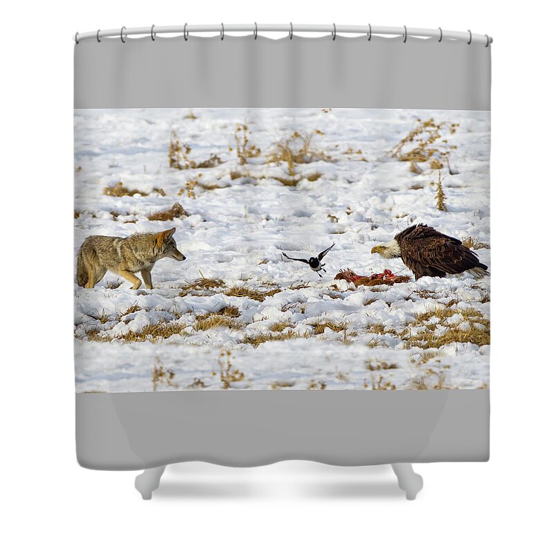 Coyote Vs Bald Eagle Shower Curtain featuring the photograph Ac3c0002 by John T Humphrey