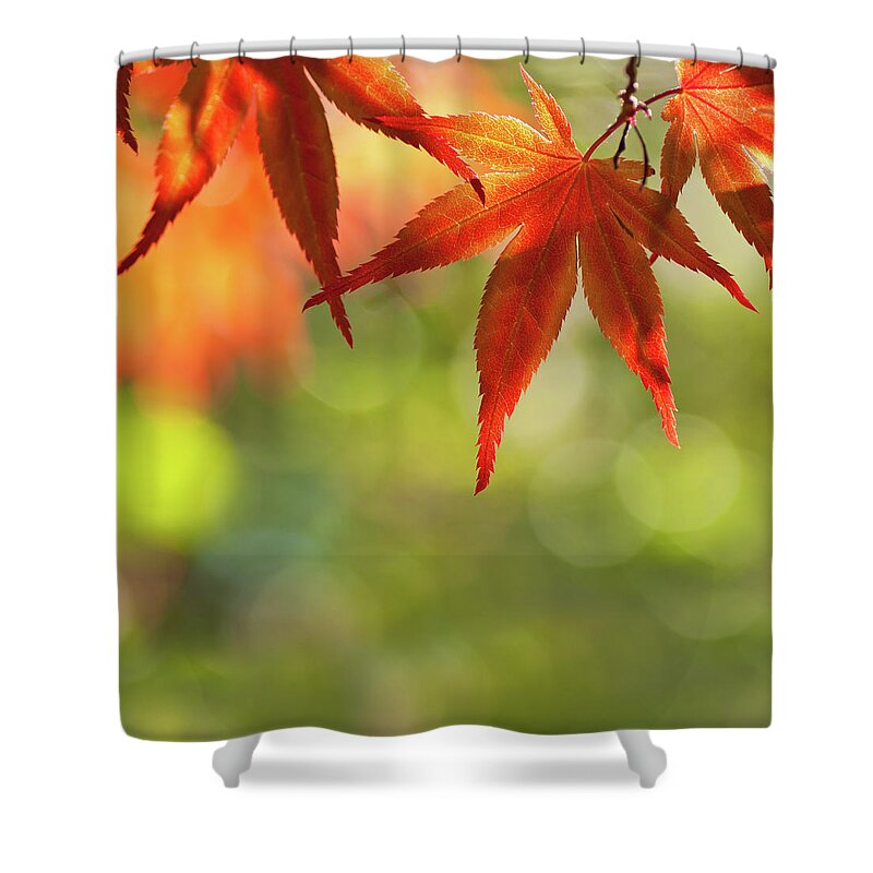Outdoors Shower Curtain featuring the photograph Acer Palmatum - Japanese Maple by Martin Wahlborg