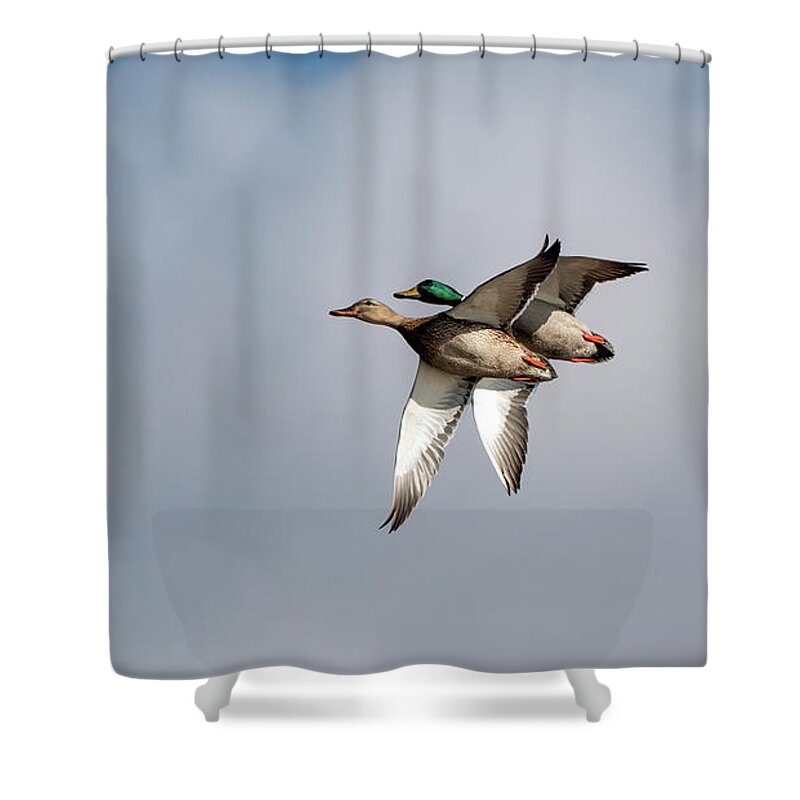 Mallard Ducks Shower Curtain featuring the photograph Acrobats by Sam Rino