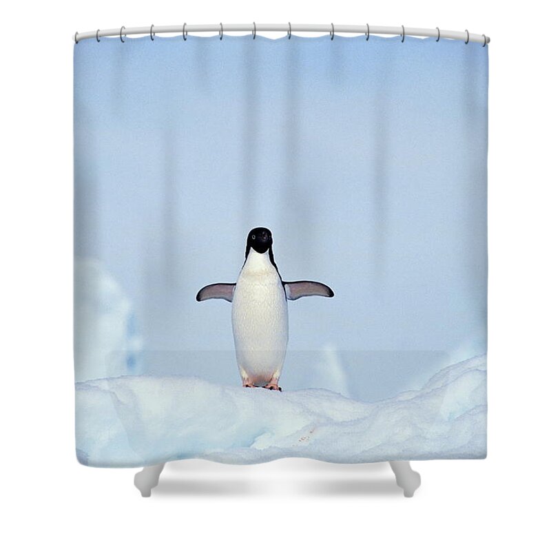 Snow Shower Curtain featuring the photograph Adelie Penguin Pygoscelis Adeliae by Frans Lemmens