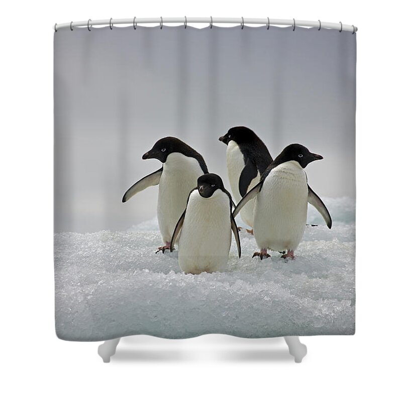 Iceberg Shower Curtain featuring the photograph Adelie Penguins On Ice Flows Paulette by Darrell Gulin