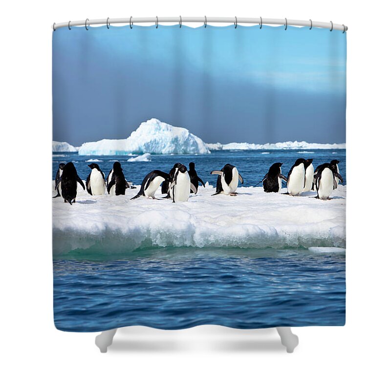 Iceberg Shower Curtain featuring the photograph Adelie Penguins On Iceberg Paulet by Mof