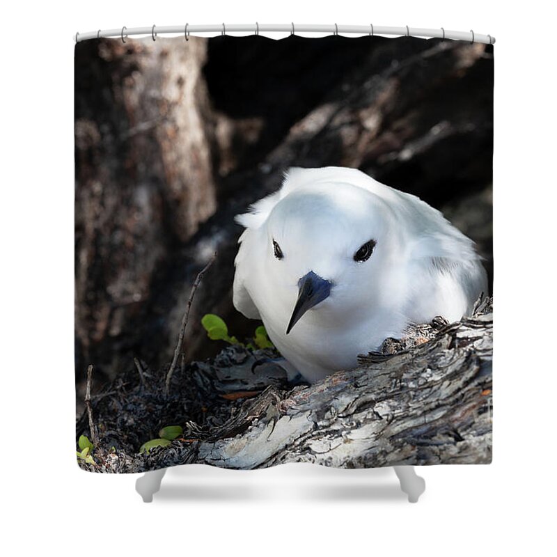 White Tern Shower Curtain featuring the photograph Adult White Tern in Rangiroa by Diane Macdonald