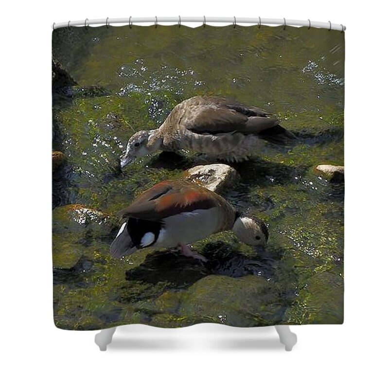 Animal Shower Curtain featuring the photograph Whistling Ducks by Richard Thomas