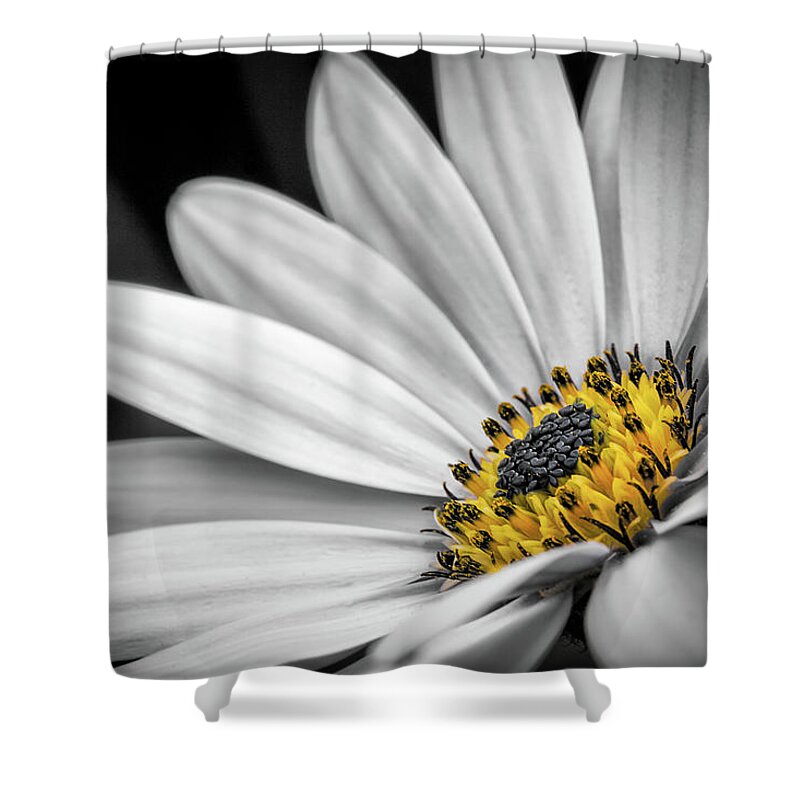 Osteospermum Shower Curtain featuring the photograph African Daisy 3 by Nigel R Bell
