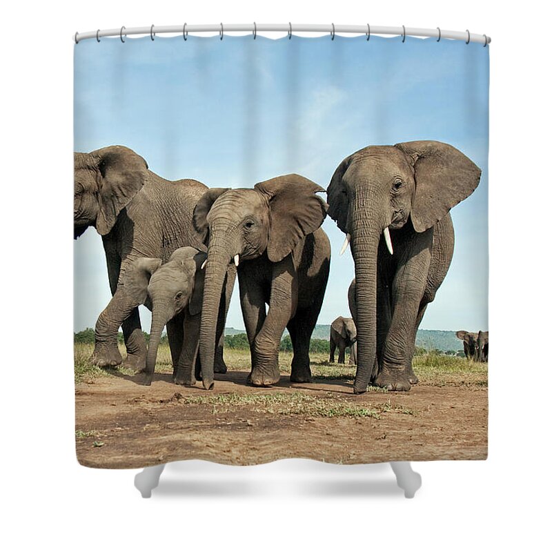 Kenya Shower Curtain featuring the photograph African Elephant Herd Walking by Anup Shah