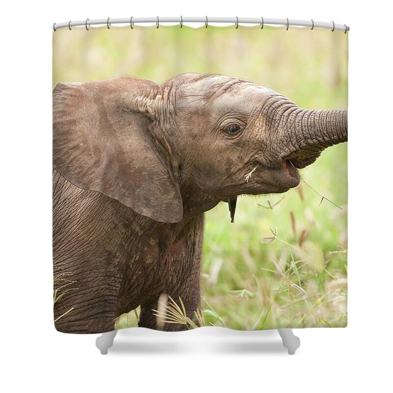 Animal Trunk Shower Curtain featuring the photograph African Elephant Loxodonta Africana by Photostock-israel/science Photo Library