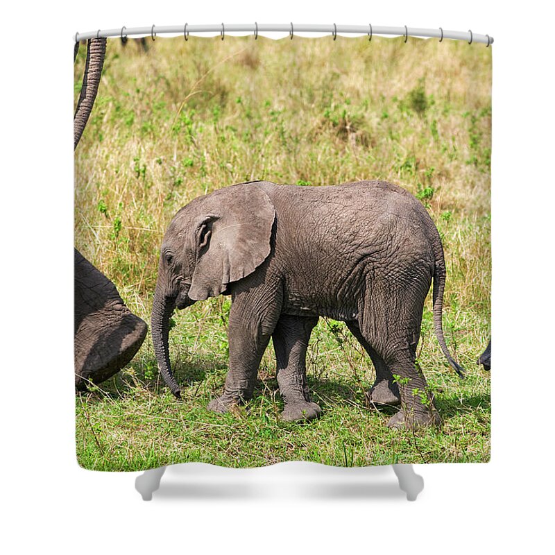 Kenya Shower Curtain featuring the photograph African Elephants, Masai Mara , Kenya by Nico Tondini