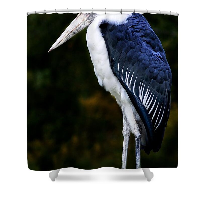 Bird Shower Curtain featuring the photograph African Marabou Stork by Elaine Manley