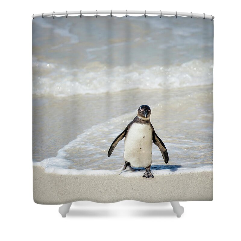 S Africa Shower Curtain featuring the photograph African Penguin by Timothy Hacker