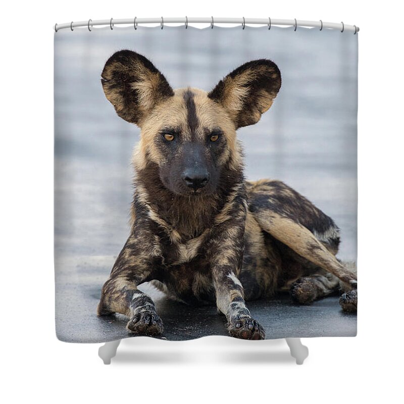Wild Dog Shower Curtain featuring the photograph African Wild Dog resting on a road by Mark Hunter