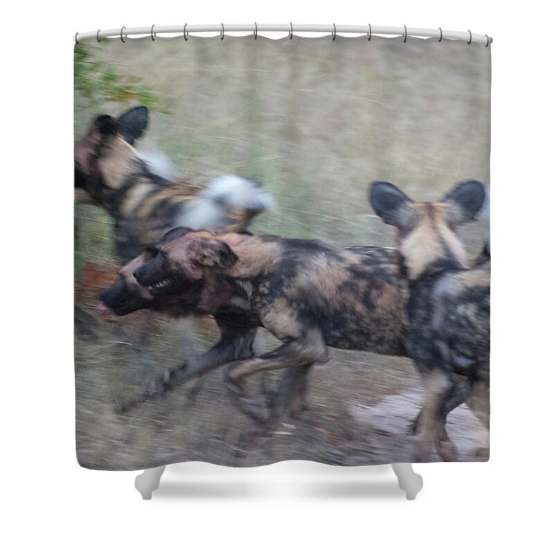 Lycaon Pictus Shower Curtain featuring the photograph African Wild Dogs Running by Mark Hunter