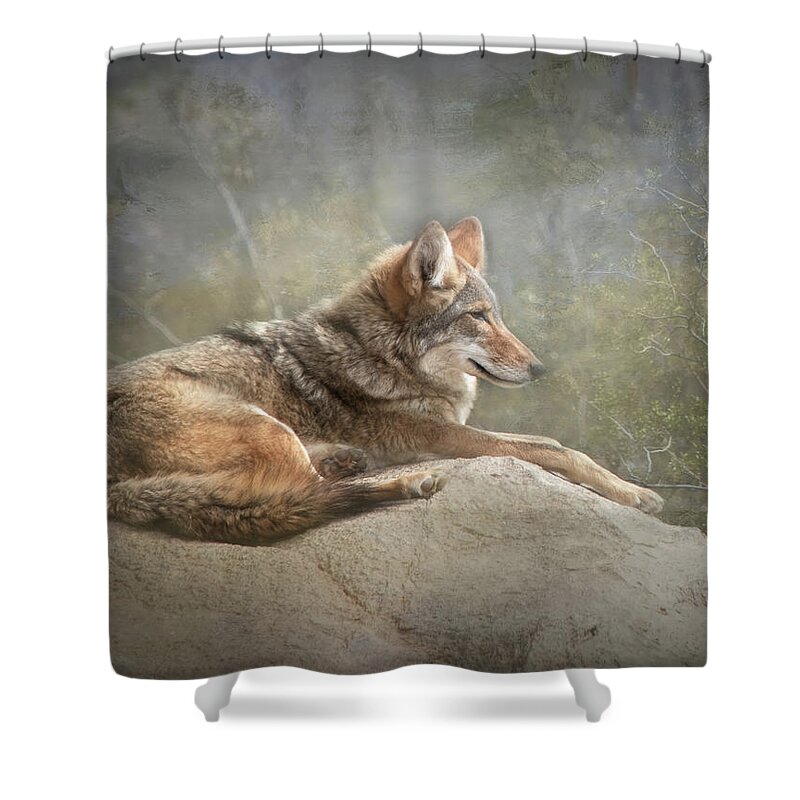 Coyote Shower Curtain featuring the photograph Afternoon Repose by Teresa Wilson