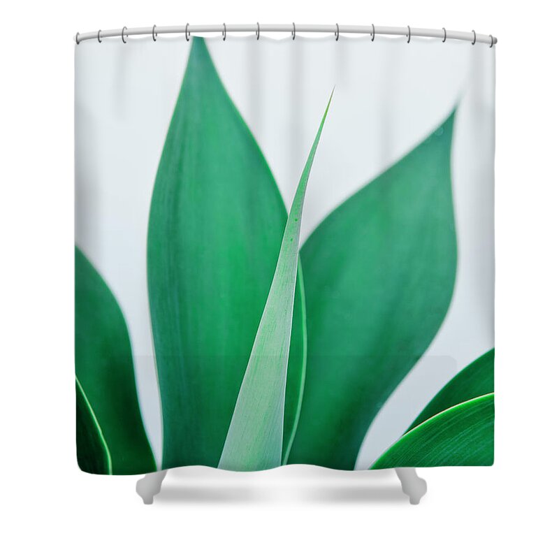 Agave Shower Curtain featuring the photograph Agave Atenuatta by Jorge Miguel Blázquez