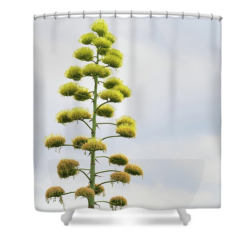 Agave Shower Curtain featuring the photograph Agave Blooms by Carol Wood