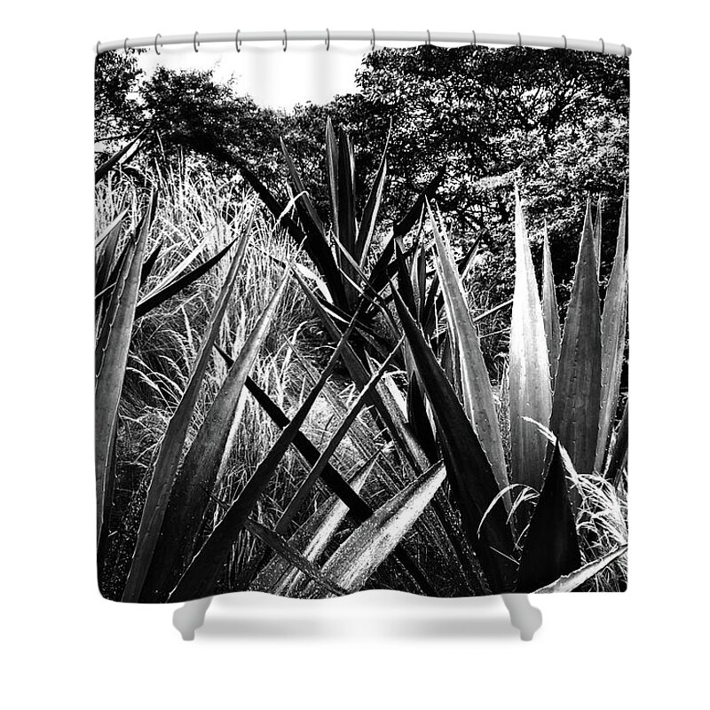 Agave Shower Curtain featuring the photograph Agave by Cassandra Buckley