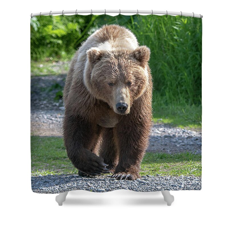 Bear Shower Curtain featuring the photograph Alaskan Brown Bear walking towards you by Mark Hunter