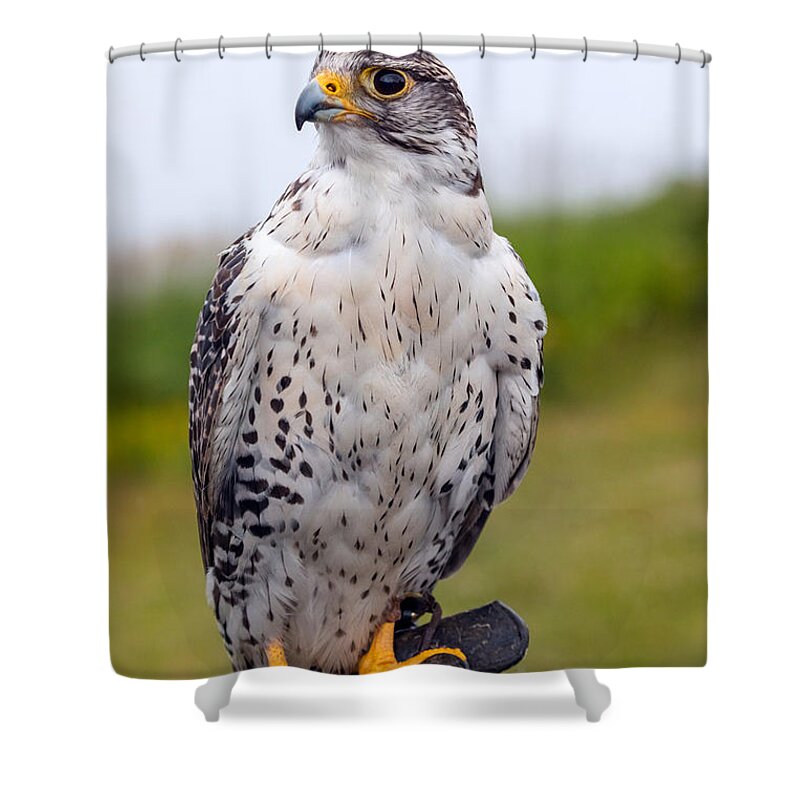 Photography Shower Curtain featuring the photograph Alert Prairie Falcon by Alma Danison
