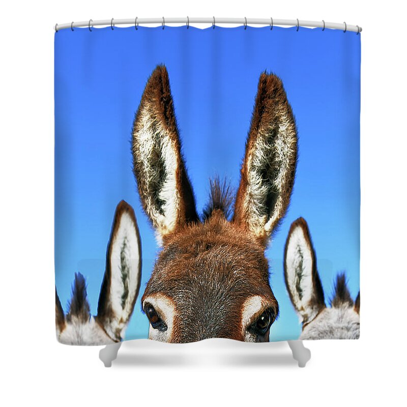 Donkey Shower Curtain featuring the photograph All Ears by Don Schimmel