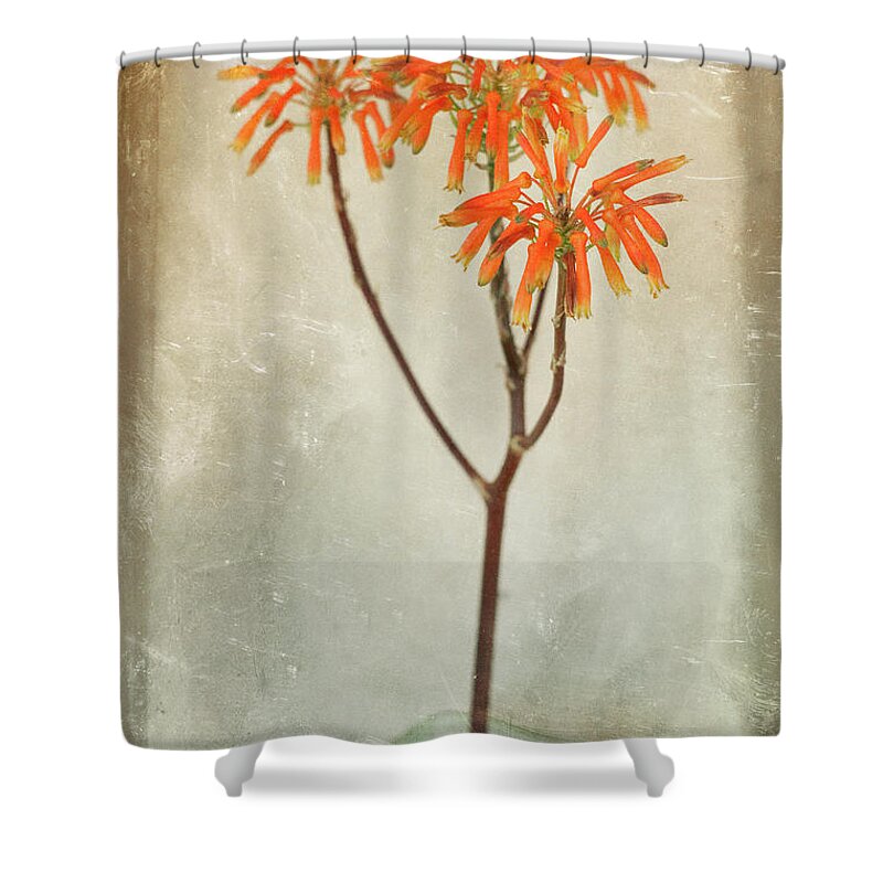 Orange Color Shower Curtain featuring the photograph Aloe Maculata Bloom by Ian Logan