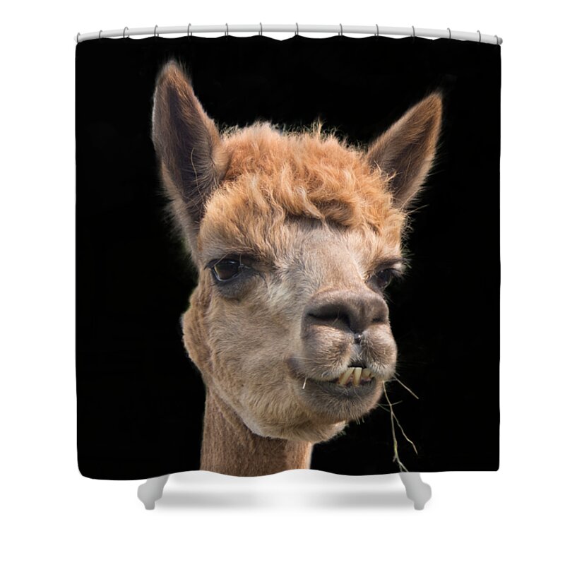 Alpaca Head Shower Curtain featuring the photograph Alpaca Head by Jean Noren