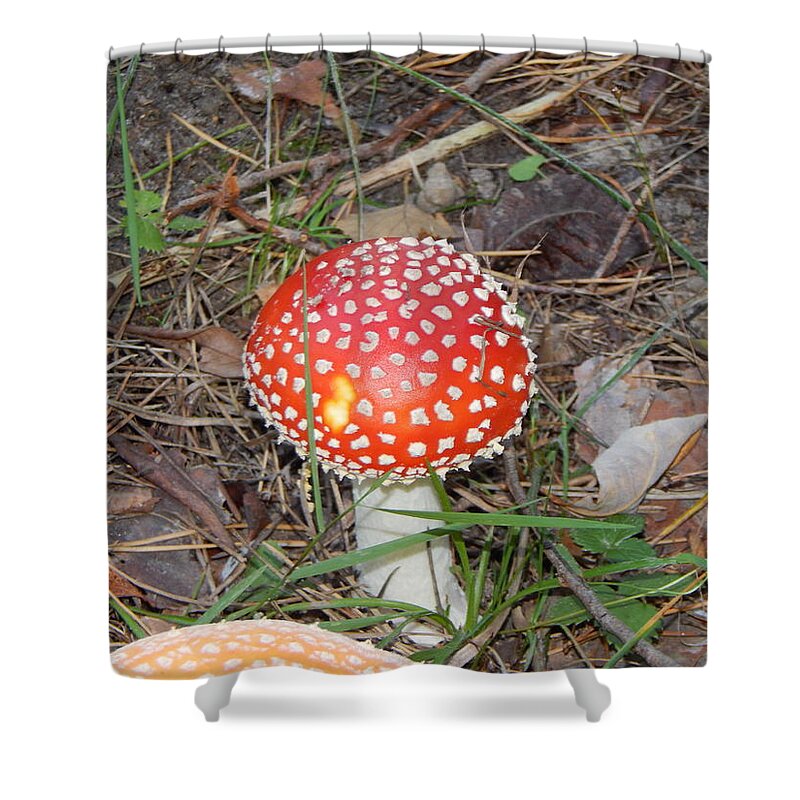 Amanita Shower Curtain featuring the photograph Amanita mushrooms grown in the autumn forest by Oleg Prokopenko