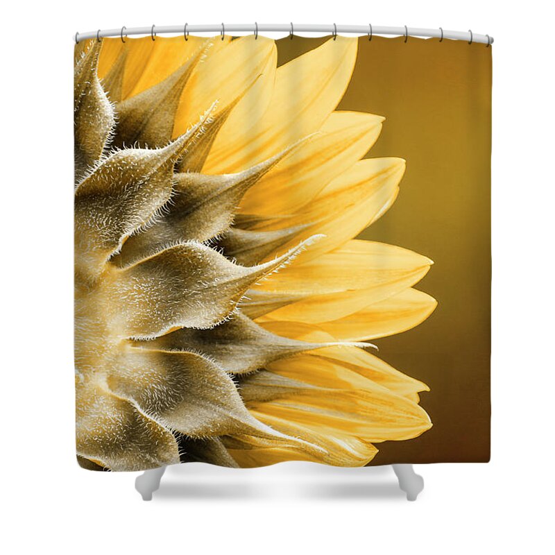 Sunflower Shower Curtain featuring the photograph Amber Sunflower by Christina Rollo