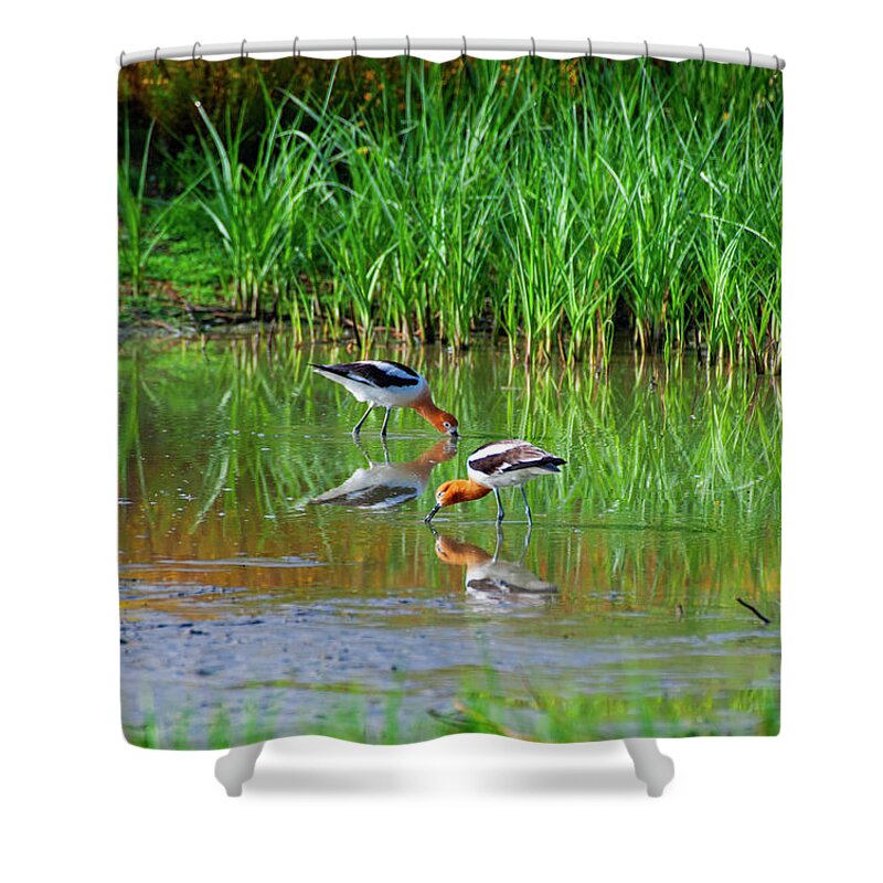 American Avocets Shower Curtain featuring the photograph American Avocets by Anthony Jones