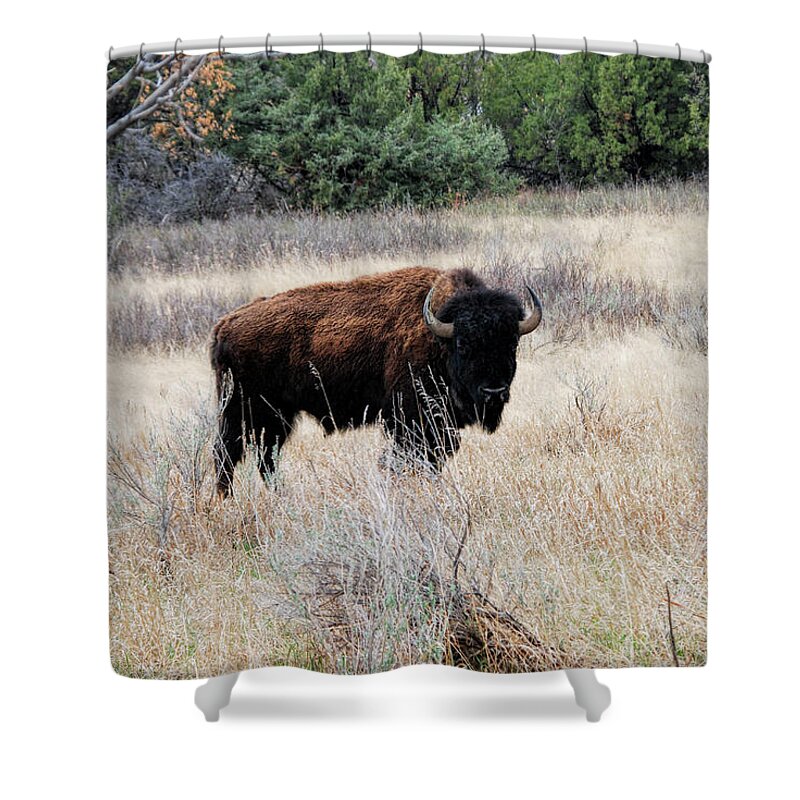 American Bison Shower Curtain featuring the photograph American Bison by Phyllis Taylor