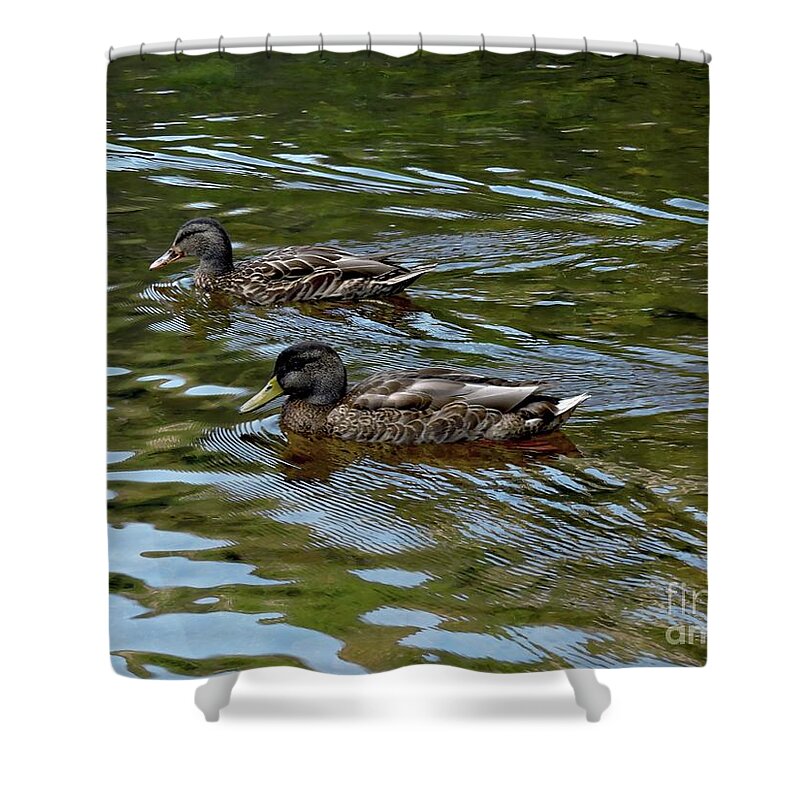 Marcia Lee Jones Shower Curtain featuring the photograph American Black Duck by Marcia Lee Jones