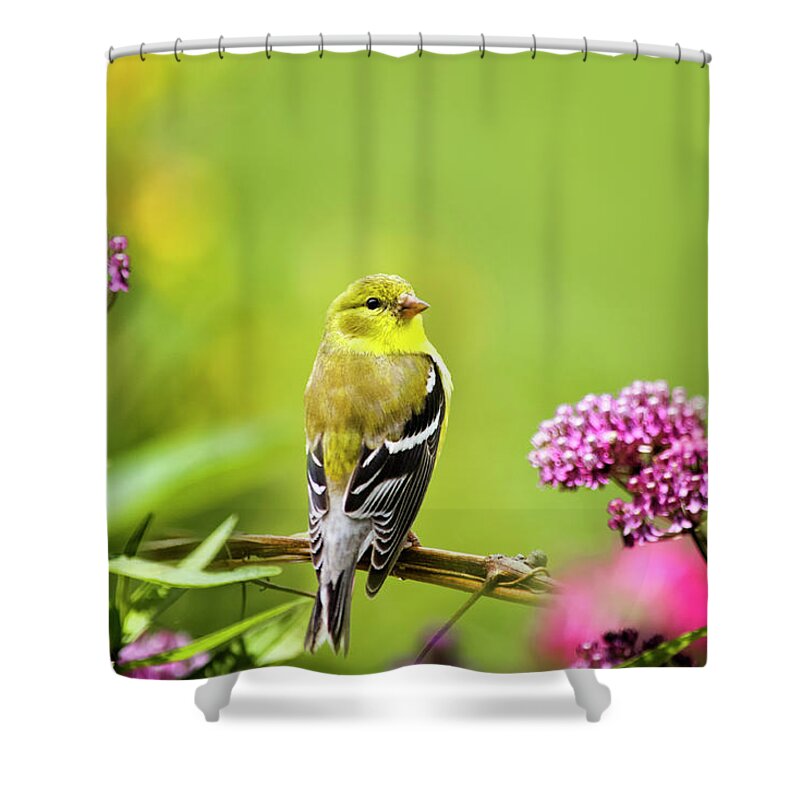 Goldfinch Shower Curtain featuring the photograph American Goldfinch Bird by Christina Rollo