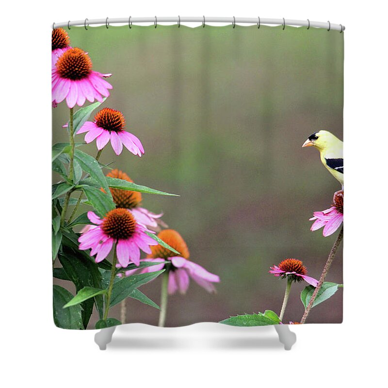 Nature Shower Curtain featuring the photograph American Goldfinch on the Coneflowers by Trina Ansel