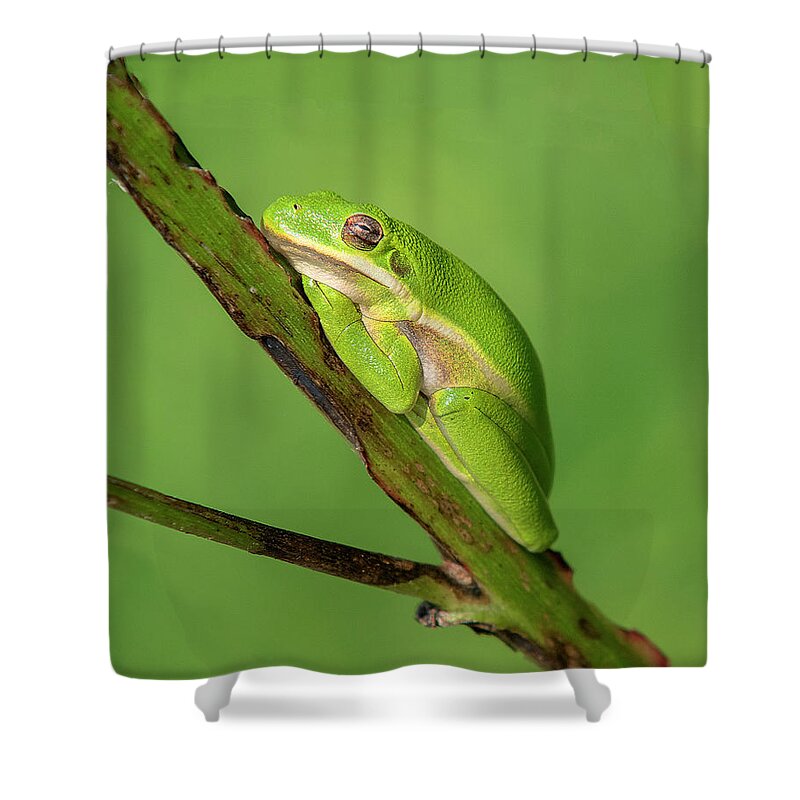 Nature Shower Curtain featuring the photograph American Green Tree Frog DAR033 by Gerry Gantt