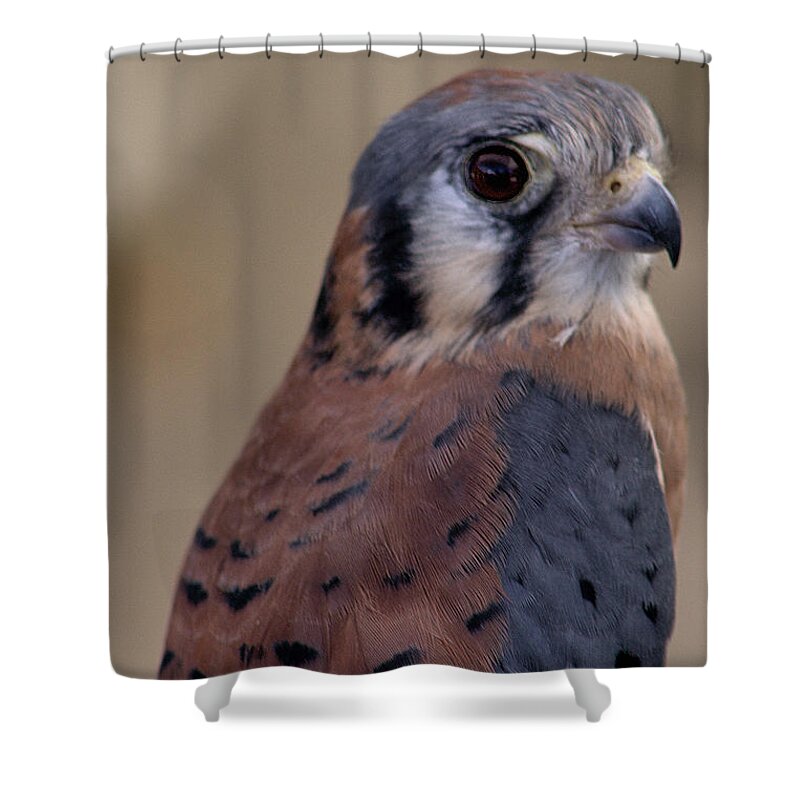 Ojai Raptor Center Shower Curtain featuring the photograph American Kestrel Falcon by Michael Gordon