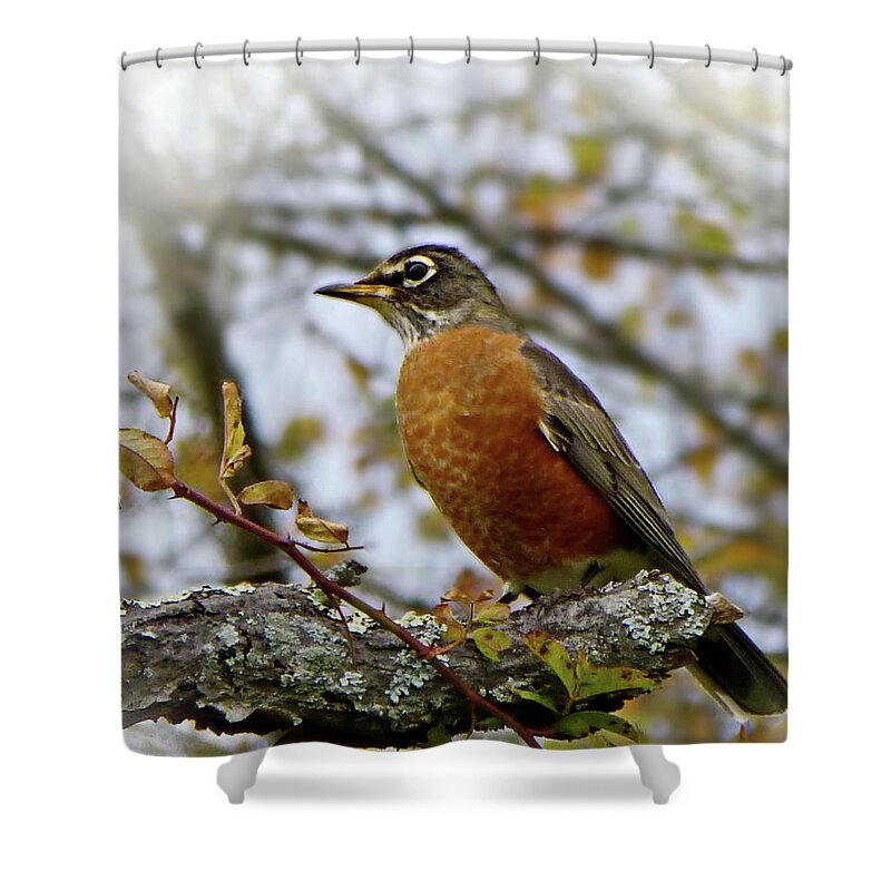 American Robin Shower Curtain featuring the photograph American Robin in Autumn Mood by Lyuba Filatova