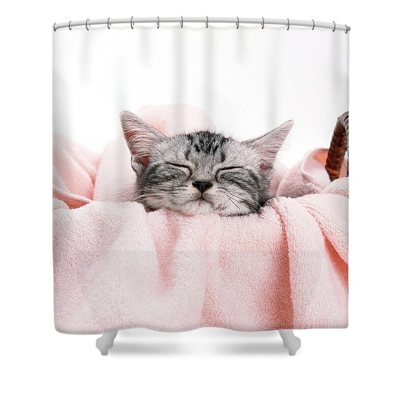 Pets Shower Curtain featuring the photograph American Shorthair by Imagenavi
