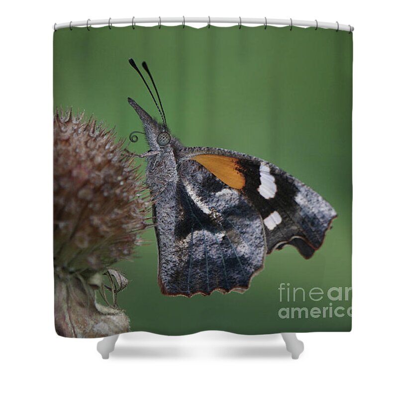American Snout Butterfly Shower Curtain featuring the photograph American Snout Butterfly on Bee Balm Seed Head by Robert E Alter Reflections of Infinity